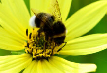 Le bourdon (Bombus terrestre) suce le nectar d'un tournesol.