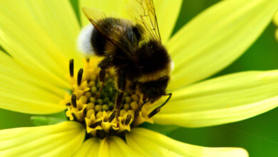 Le bourdon (Bombus terrestre) suce le nectar d'un tournesol.