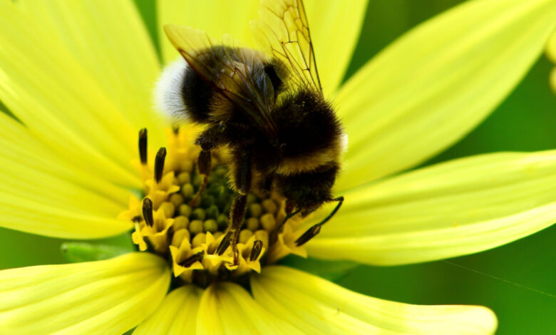 Le bourdon (Bombus terrestre) suce le nectar d'un tournesol.