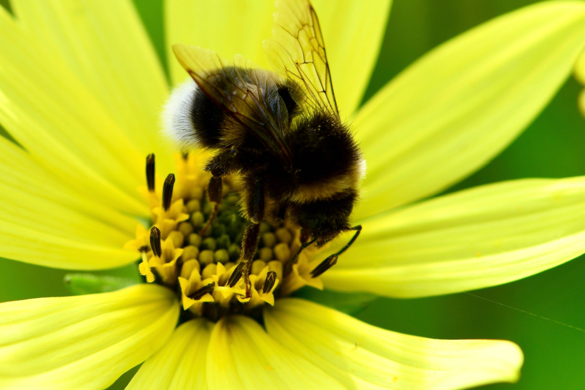 Le bourdon (Bombus terrestre) suce le nectar d'un tournesol.