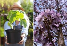 Des arbres avec une croissance exceptionnelle.