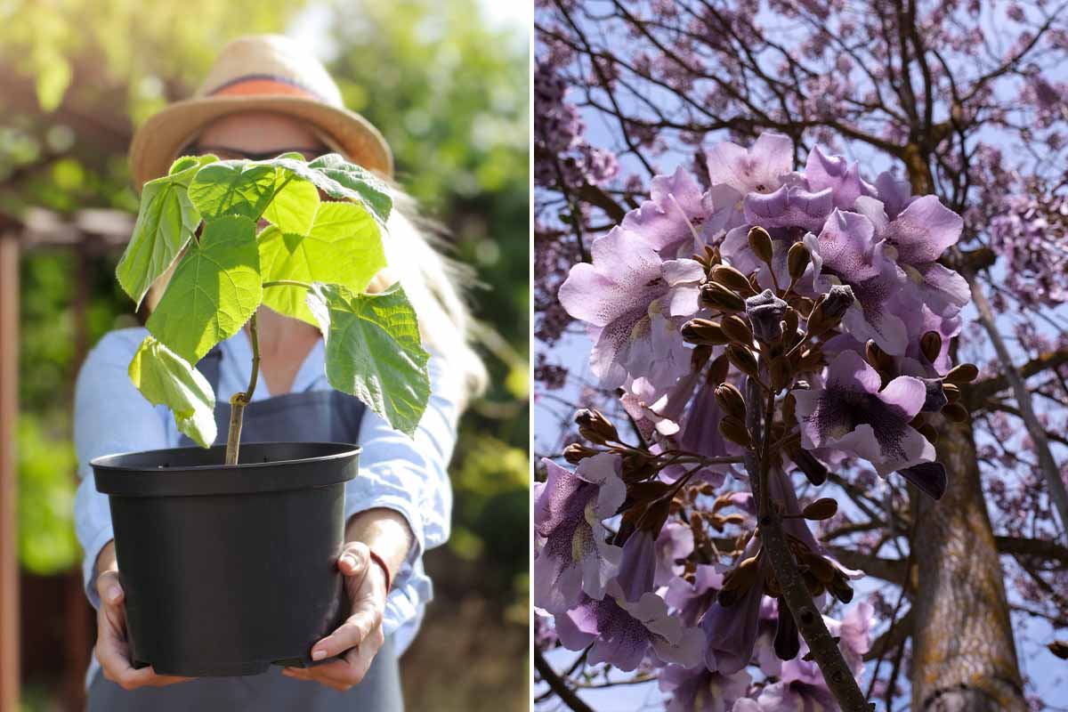 Exploitant arbre paulownia