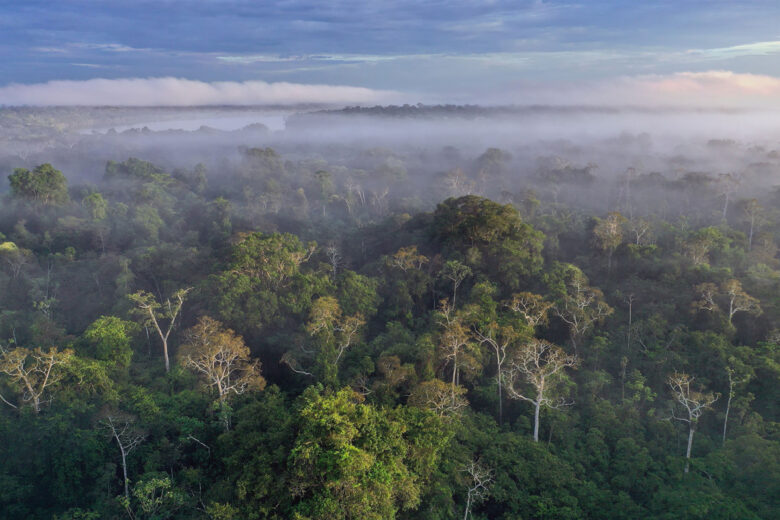 La foret amazonienne.