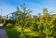 Des arbres fruitiers en milieu urbain.