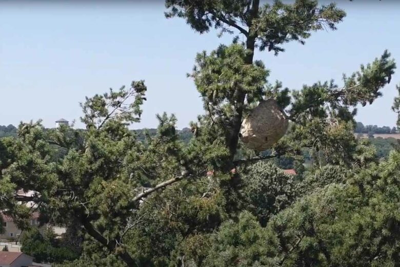 Un nid de frelons situé près de la cime d'un arbre.