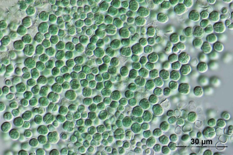 La bactérie Chroococcidiopsis est capable de produire de l'oxygène dans des milieux hostiles.