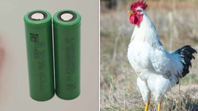 Les plumes de poulet transformées en membrane pour pile, c'est pour bientôt.