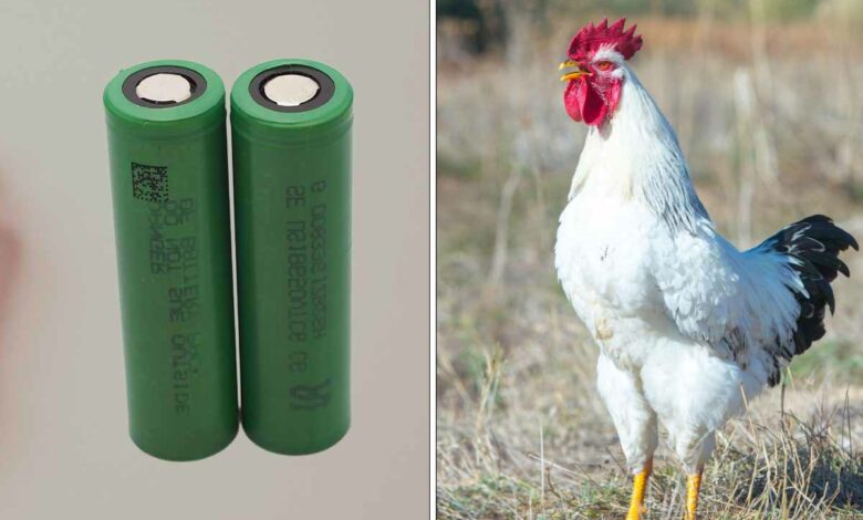 Les plumes de poulet transformées en membrane pour pile, c'est pour bientôt.