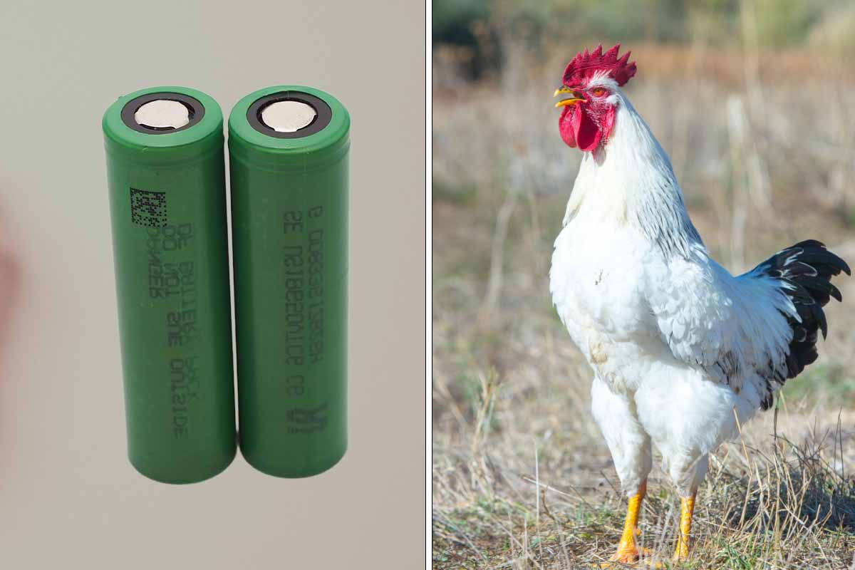 Les plumes de poulet transformées en membrane pour pile, c'est pour bientôt.