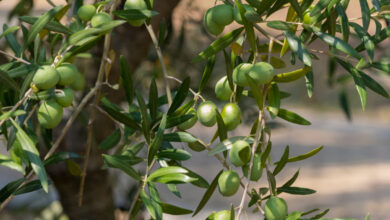 De belles branches d'olivier avec leurs fruits.