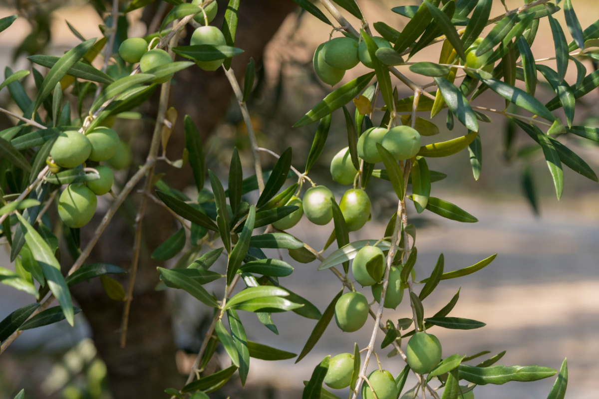 De belles branches d'olivier avec leurs fruits.