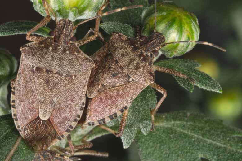 L'Halyomorpha halys, dite punaise asiatique ou encore punaise diabolique.