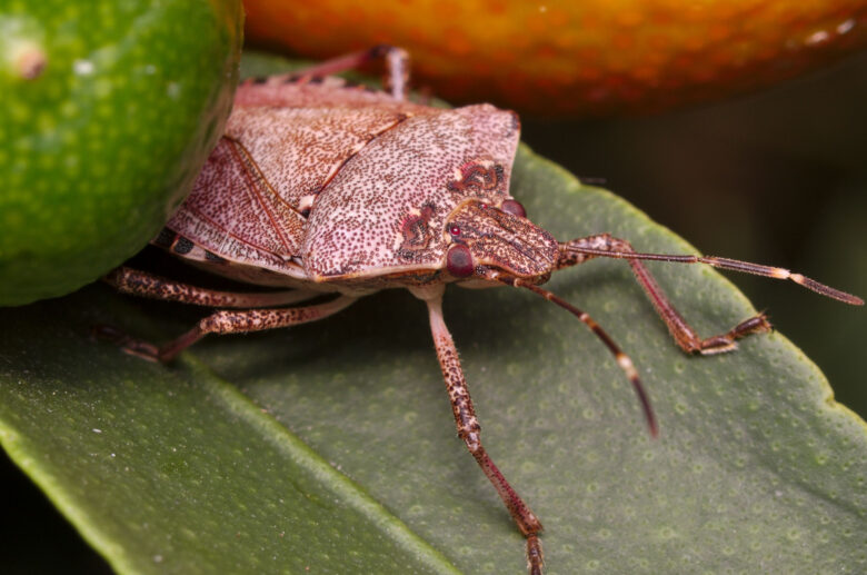 Les punaises nébuleuses et diaboliques rentrent dans les maison pendant l'automne. 