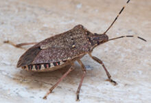 Halyomorpha halys, une espèce envahissante venue d'Asie.