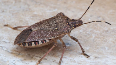 Halyomorpha halys, une espèce envahissante venue d'Asie.