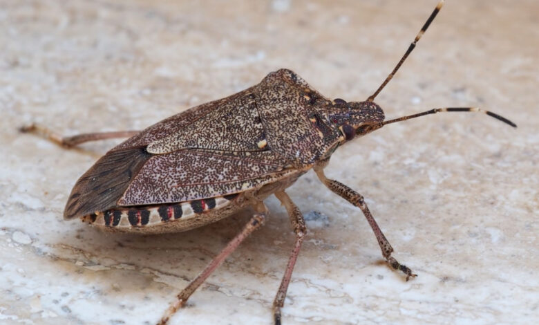 Halyomorpha halys, une espèce envahissante venue d'Asie.