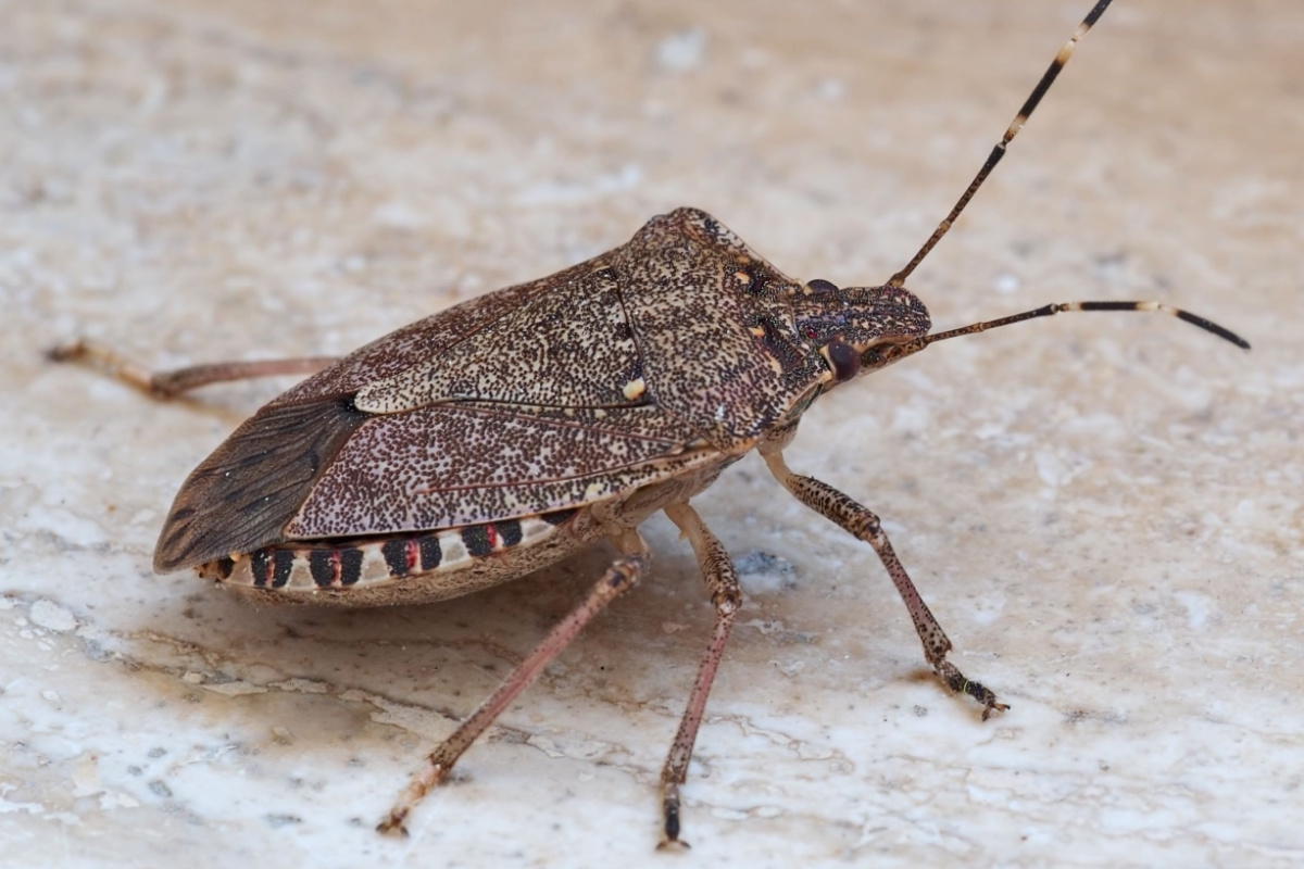 Halyomorpha halys, une espèce envahissante venue d'Asie.