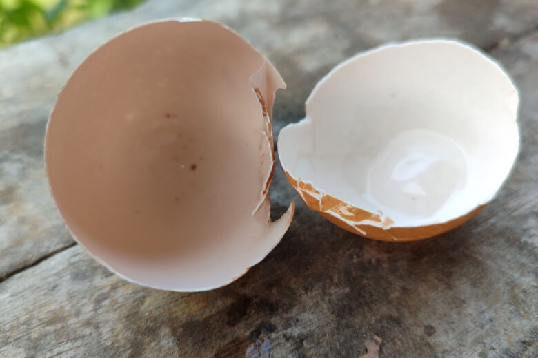 La coquille des œufs d'oiseaux (toutes espèces confondues), est constituée de 93,6 % de carbonate de calcium.