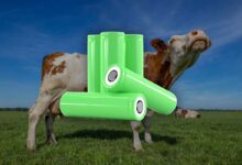 Les chercheurs de l’UNC ont récupéré ces déchets de tannerie pour développer des batteries lithium-soufre de nouvelle génération.