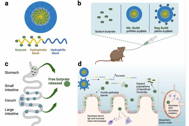 Dans une nouvelle étude, des chercheurs de l'UChicago ont montré comment a) le butyrate peut être combiné à des polymères dans des micelles, b) des souris ont reçu du butyrate sous forme de sel de sodium ou de micelles neutres et chargées négativement, c) le butyrate de sodium a été absorbé dans l'estomac tandis que les micelles ont été libérées dans l'intestin grêle et le côlon, d) le butyrate a contribué à restaurer la barrière intestinale et à rétablir les populations de Clostridia. (Wang, et al. Nature Biomedical Engineering)