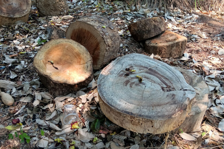 Les billots de bois trouvés en foret ne sont pas en libre-service.