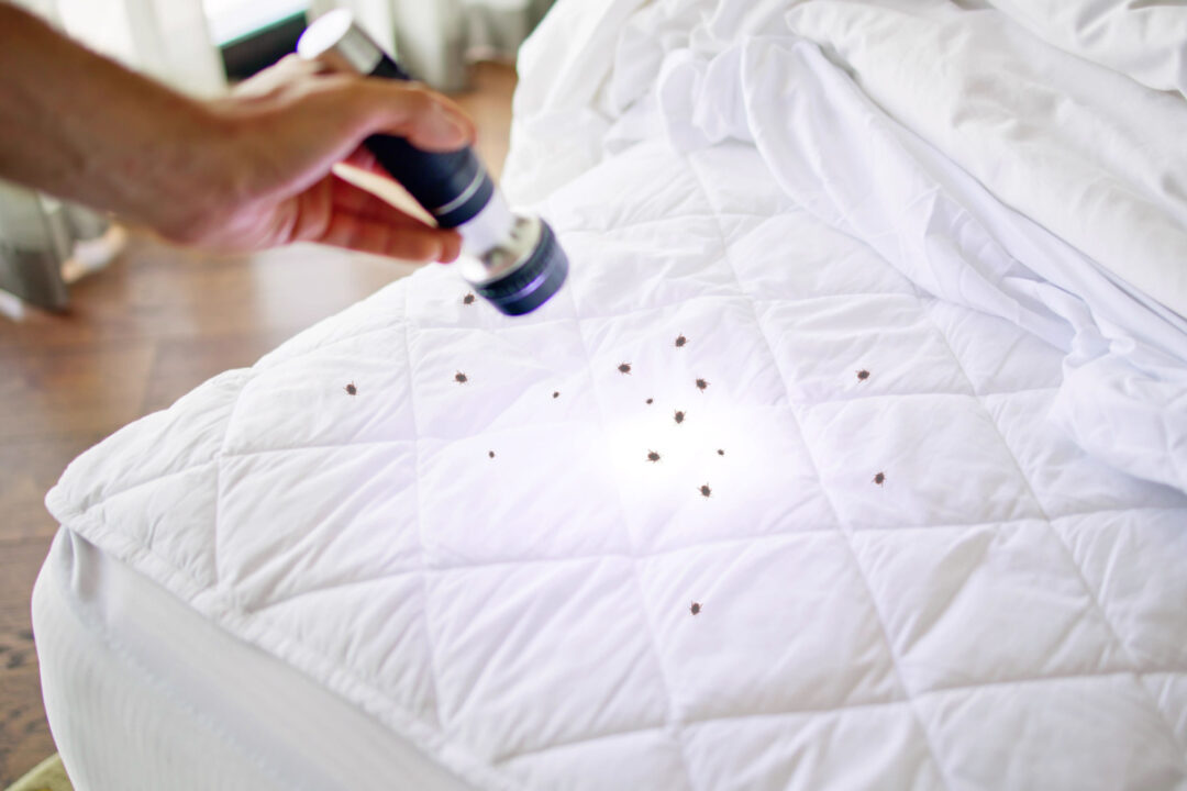 Comment fabriquer un piège à punaises de lit « simple mais redoutablement efficace » ? NeozOne