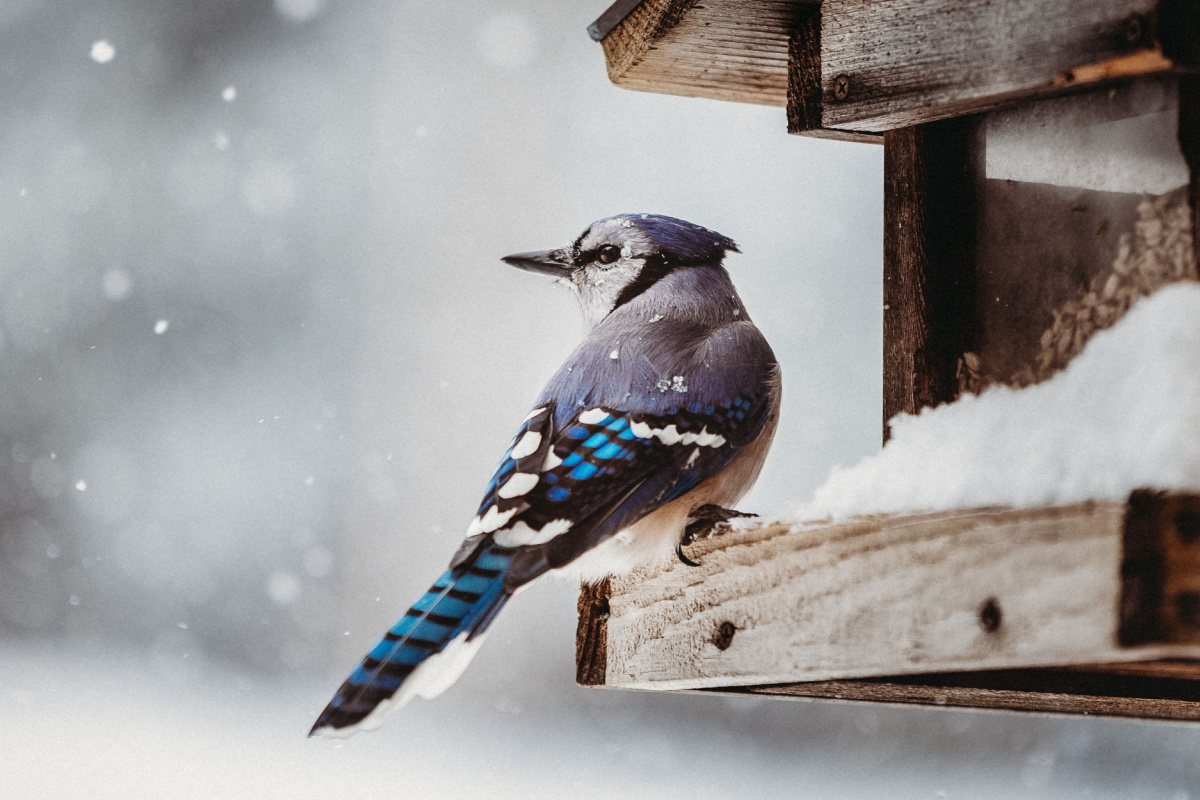 Une mangeoire ou un abri connecté pour nourrir les oiseaux en hiver, mais  pourquoi faire ? - NeozOne