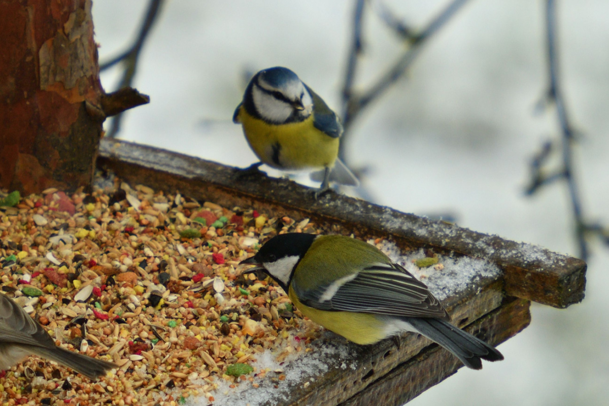 COMMENT BIEN NOURRIR LES OISEAUX CET HIVER ? [ENVIRONNEMENT