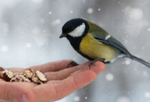 Quelle nourriture peut-on proposer aux oiseaux en hiver ?