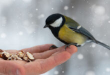 Comment et quand nourrir les oiseaux du jardin? - Hello-birdy