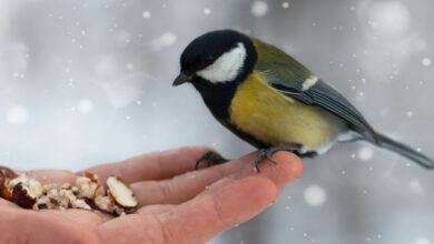 Quelle nourriture peut-on proposer aux oiseaux en hiver ?