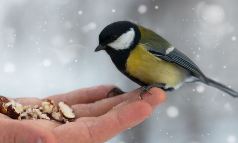 Nourrir les oiseaux de son jardin en hiver - LPO (Ligue pour la