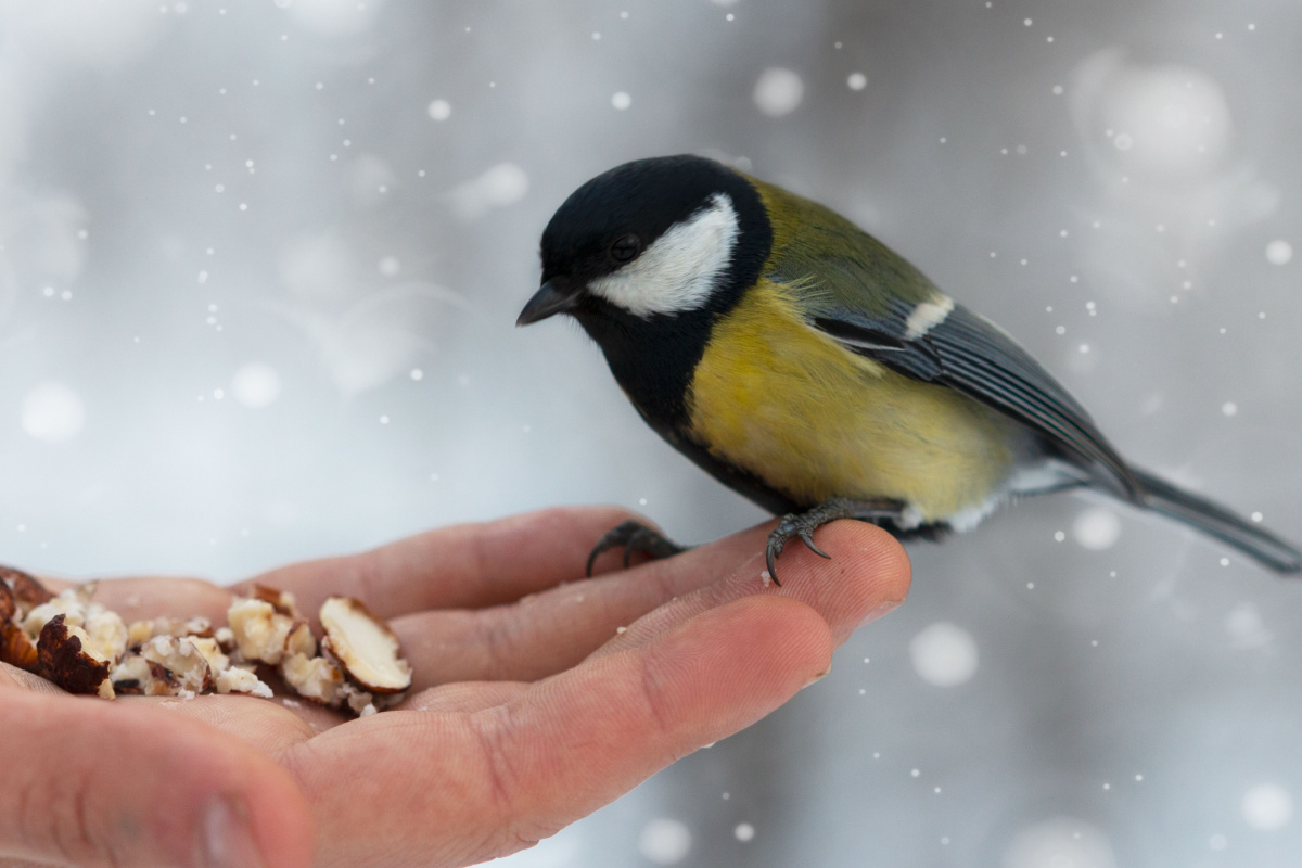 Quelle nourriture peut-on proposer aux oiseaux en hiver ?