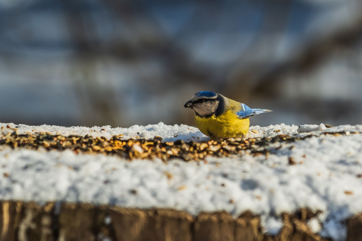 Association le Pic Vert - Nourrir les oiseaux en hiver