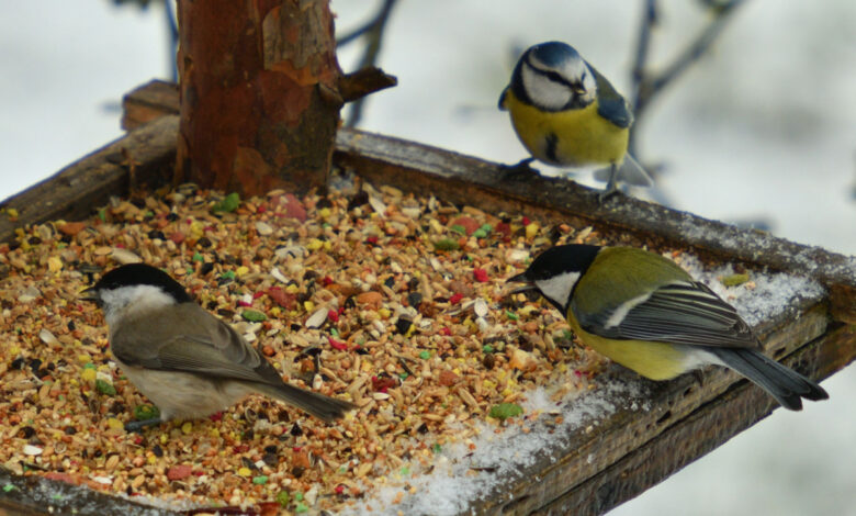 Nos modèles de mangeoires oiseaux