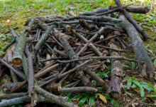 Comment avoir du bois de chauffage gratuitement ?