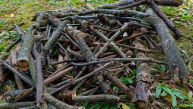 Comment avoir du bois de chauffage gratuitement ?