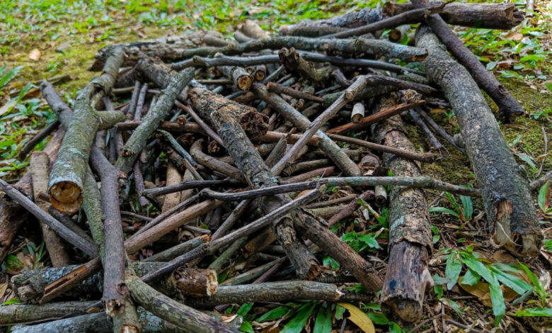 Comment avoir du bois de chauffage gratuitement ?
