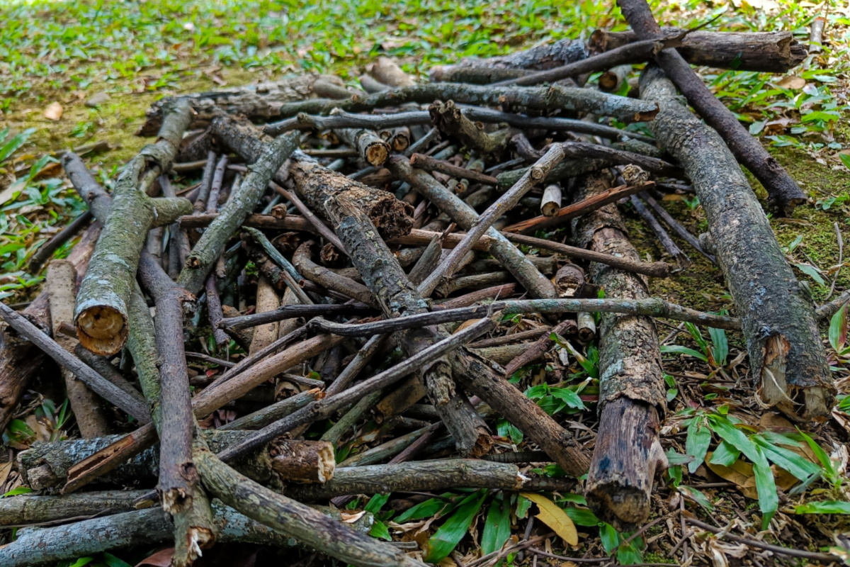 Comment avoir du bois de chauffage gratuitement ?