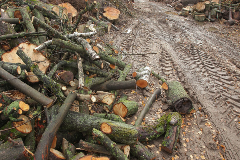 Quelques particuliers se débarrassent de bois suite à un élagage, mais il faudra mettre la main à la pâte.