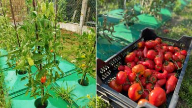 Une invention pour augmenter sa production de tomates avec moins d'eau.