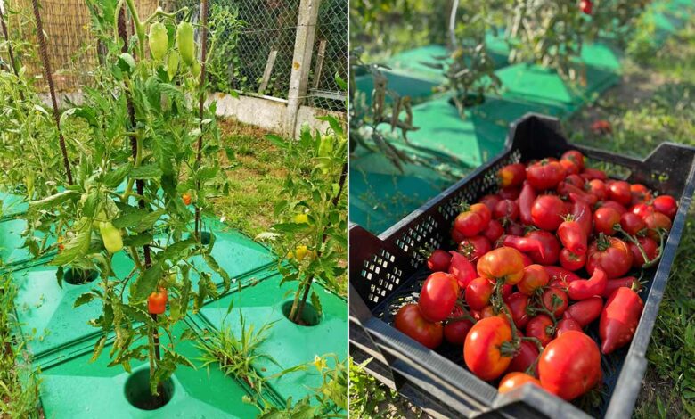 Une invention pour augmenter sa production de tomates avec moins d'eau.