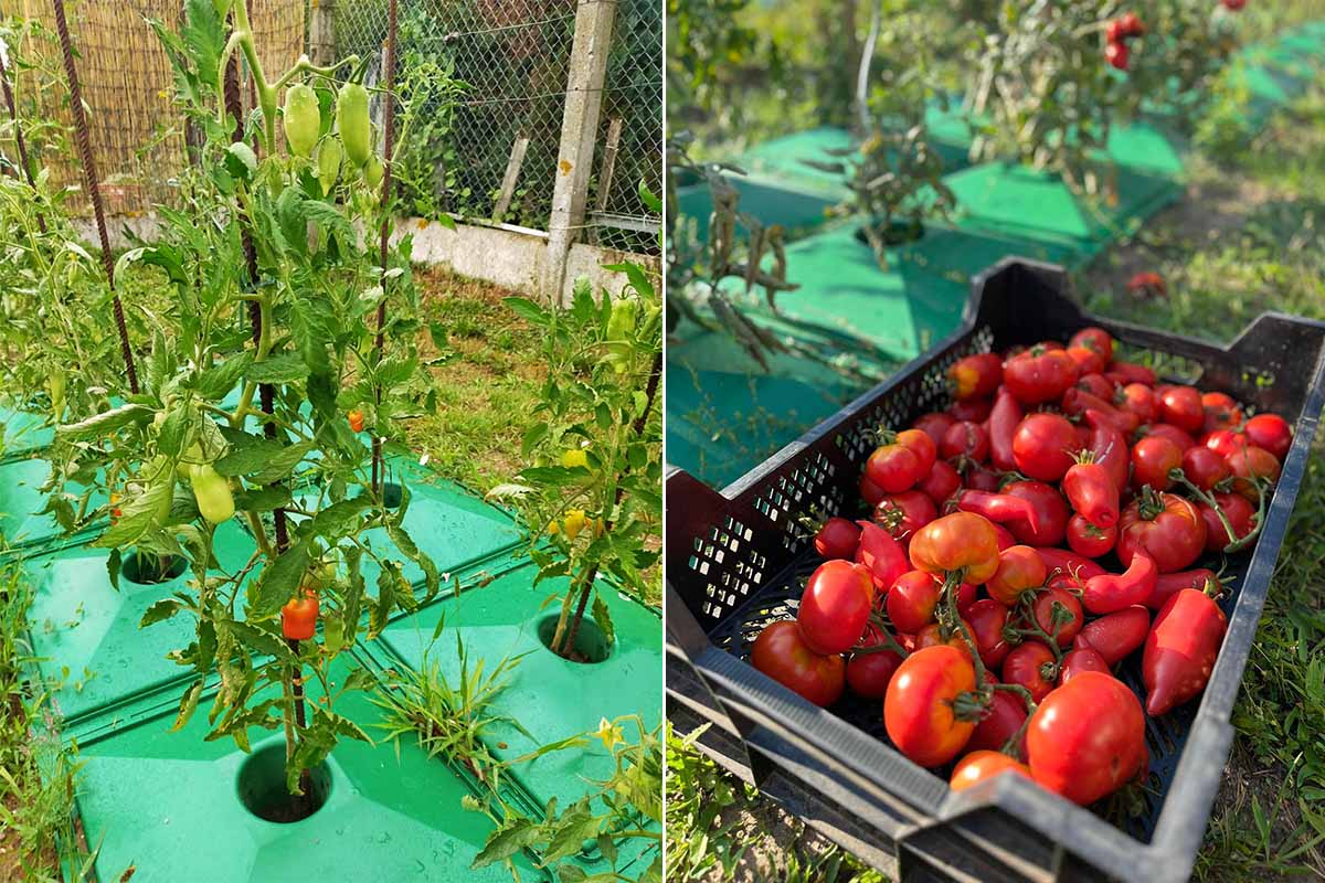 Une invention pour augmenter sa production de tomates avec moins d'eau.