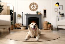 Le tapis du salon, un endroit stratégique pour toute la famille.