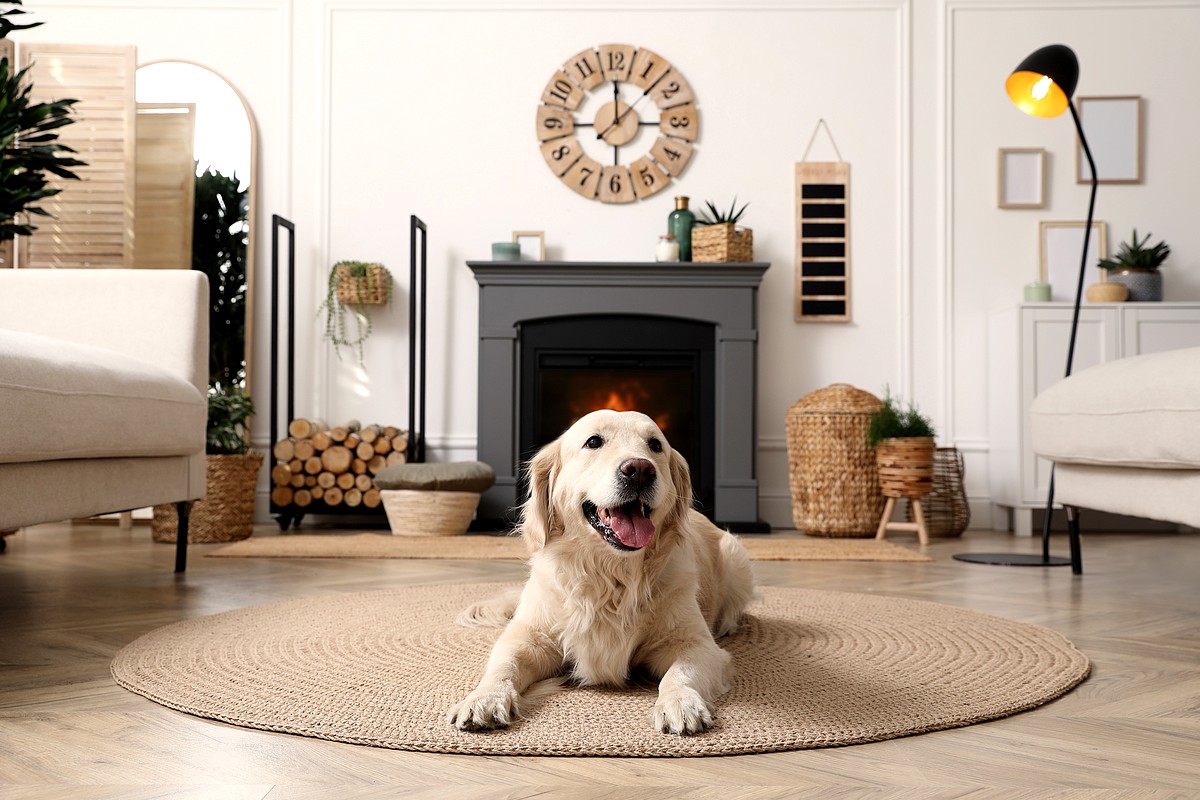 Un tapis de salon chauffant, une invention pour rester bien au chaud tout  l'hiver - NeozOne