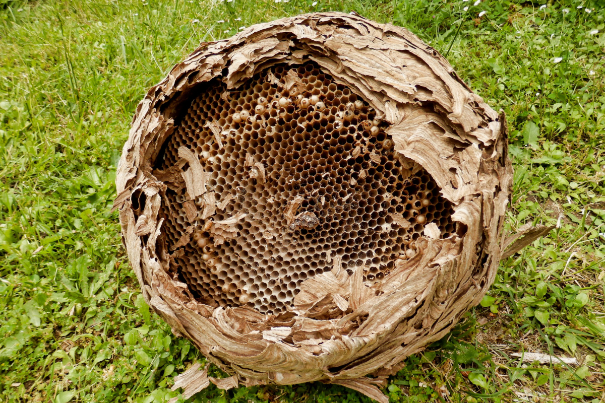 Faut-il rendre obligatoire la destruction des nids de frelons asiatiques ?  - NeozOne