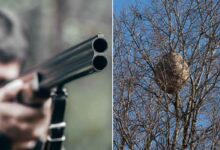 Non, tirer sur un nid de frelons asiatiques avec une arme à feu n’est vraiment pas une bonne idée !