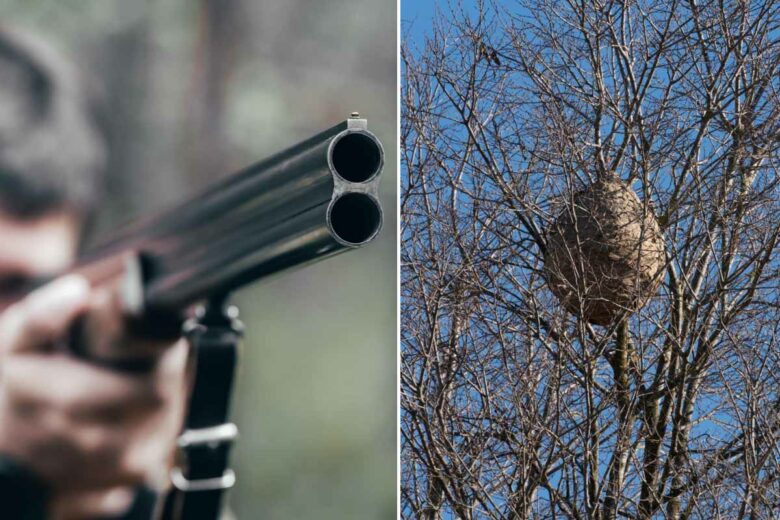 Non, tirer sur un nid de frelons asiatiques avec une arme à feu n’est vraiment pas une bonne idée !