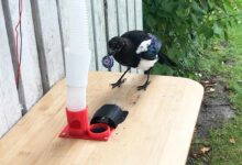 En échange d'une capsule métallique, l'oiseau obtient de la nourriture.