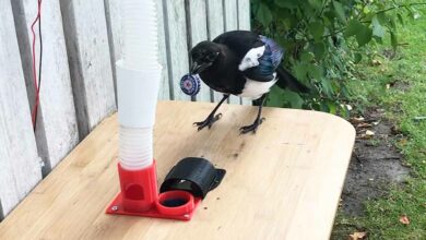 En échange d'une capsule métallique, l'oiseau obtient de la nourriture.